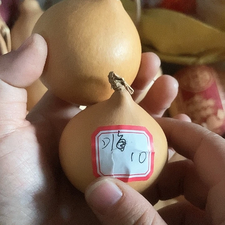 嗨宝子葫芦恭喜发财