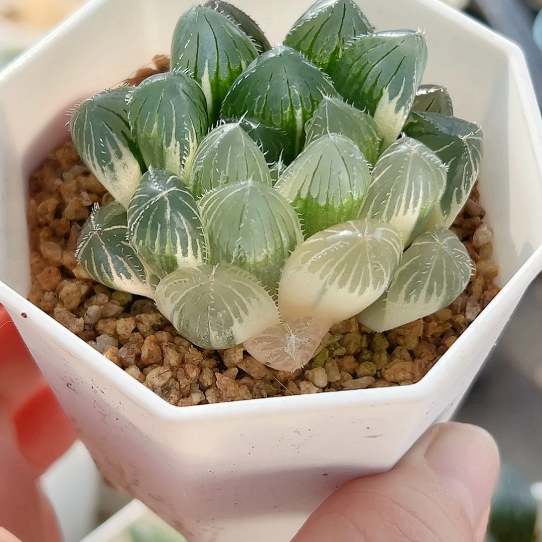 十二卷多肉玉露锦