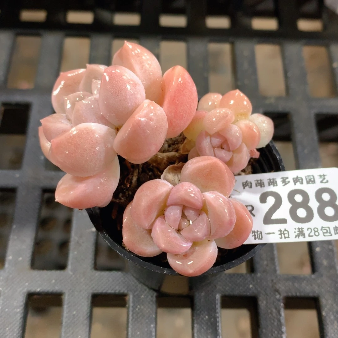 肉萌萌拇指盆精控多肉ZR288