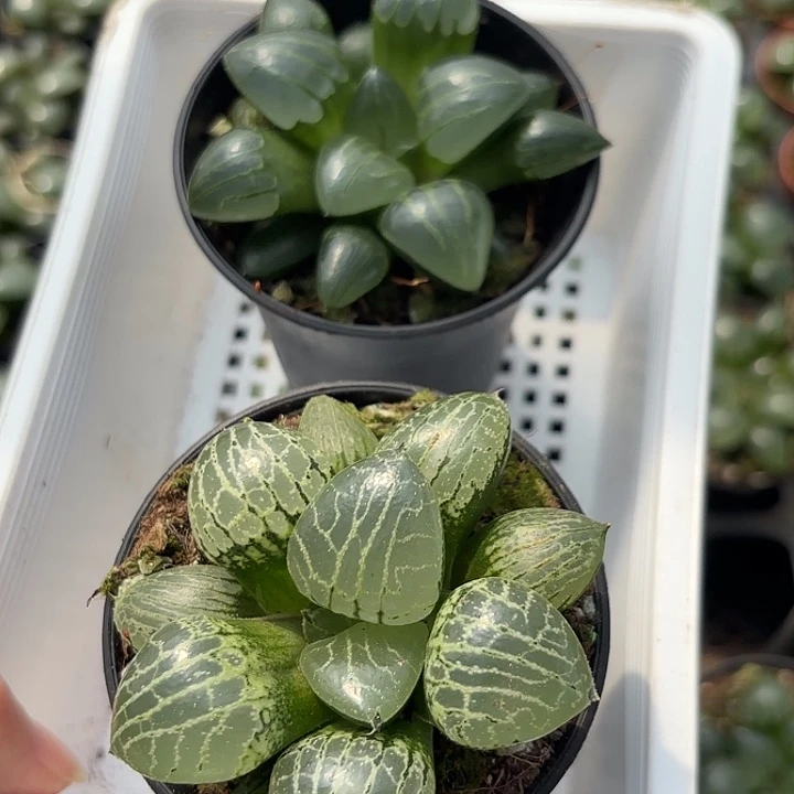 289组合精品玉露翠虎加康平101