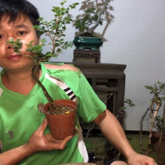 无花朵盆景盆栽植物