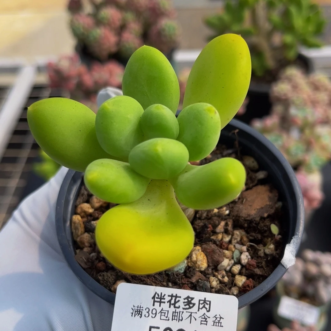 091-芒果奶多肉4cm