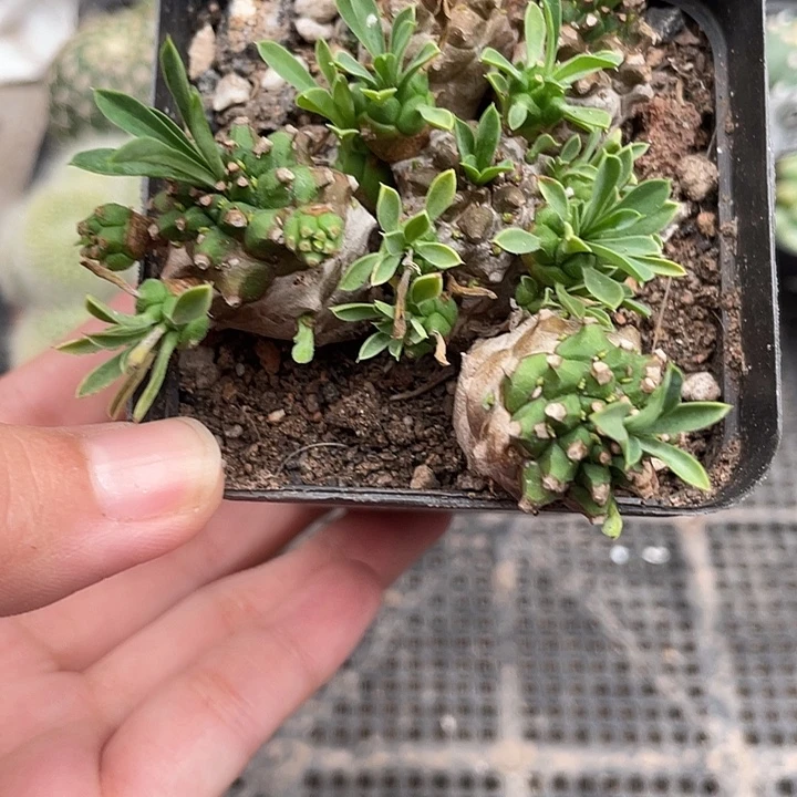 665峨眉山    植物