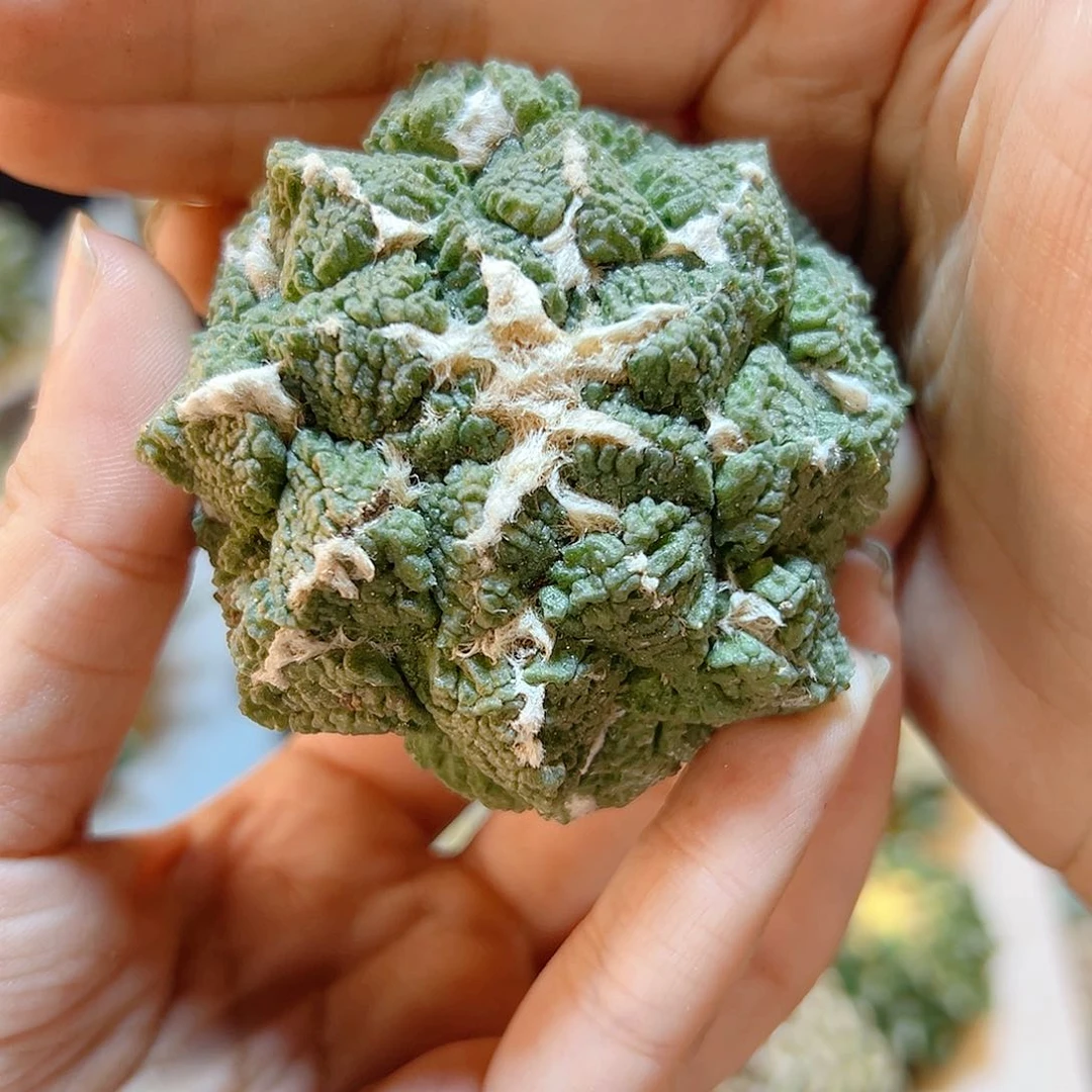 19号自根龟甲牡丹6.2公分
