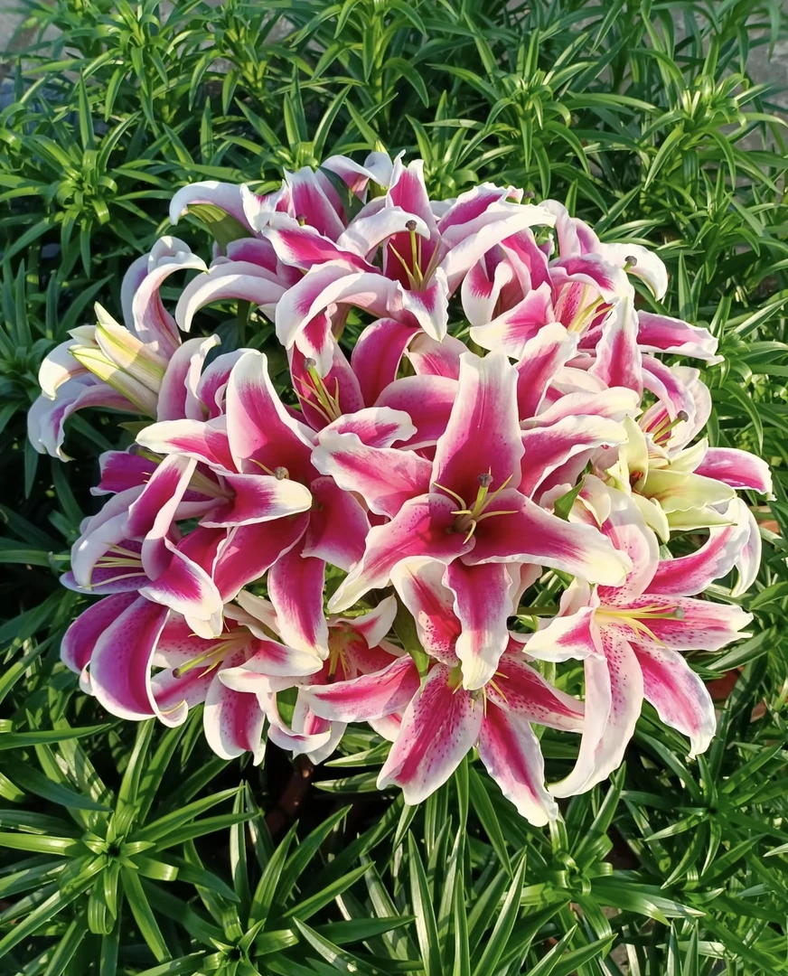 国王香水百合鲜花云南 基地直发