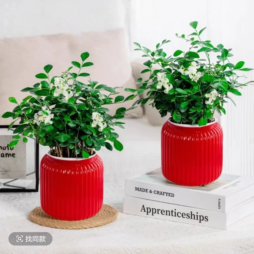 【买一发2盆】九里香盆栽四季开花室内绿植驱蚊客厅桌面阳台种植