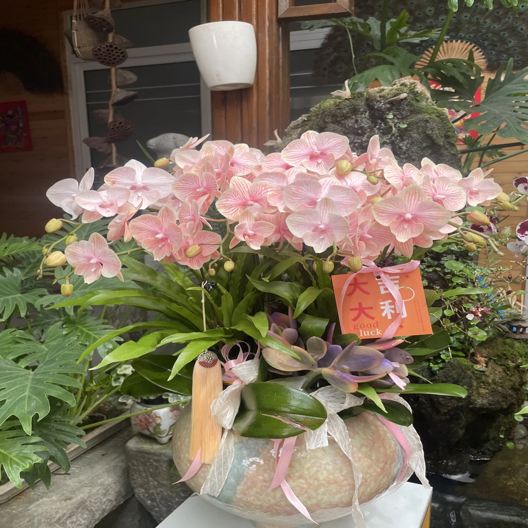 【一物一拍】王的花园蝴蝶兰专属链接