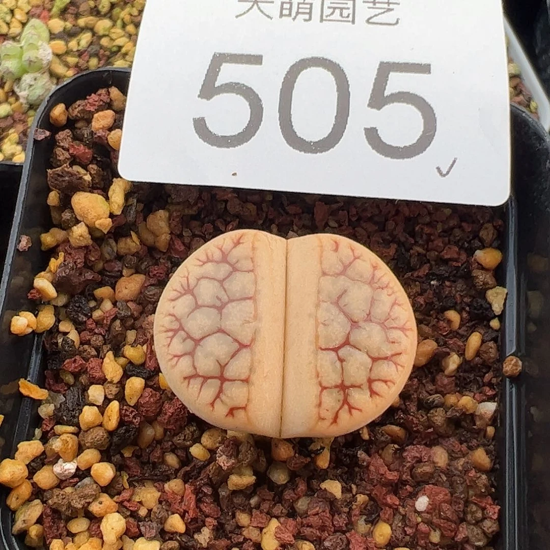 一物一拍脱土发383荒505