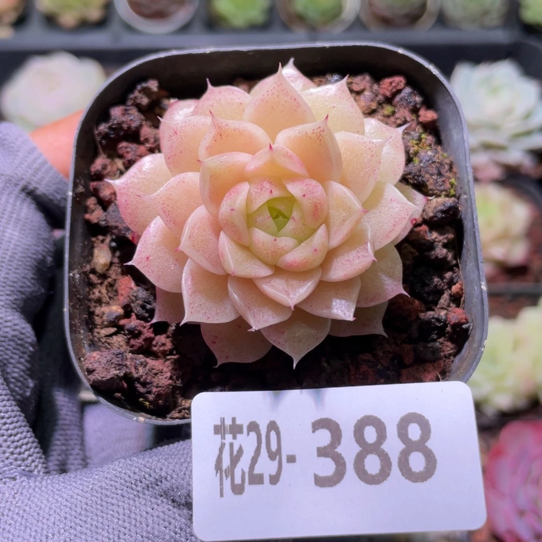 花利美29-388麦秆