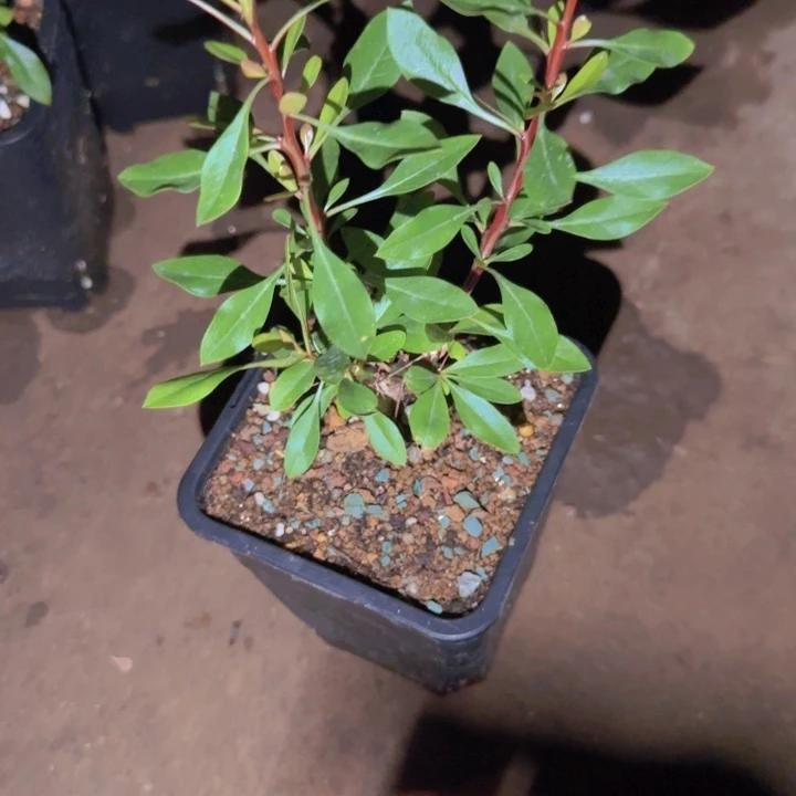 块根植物块根植物