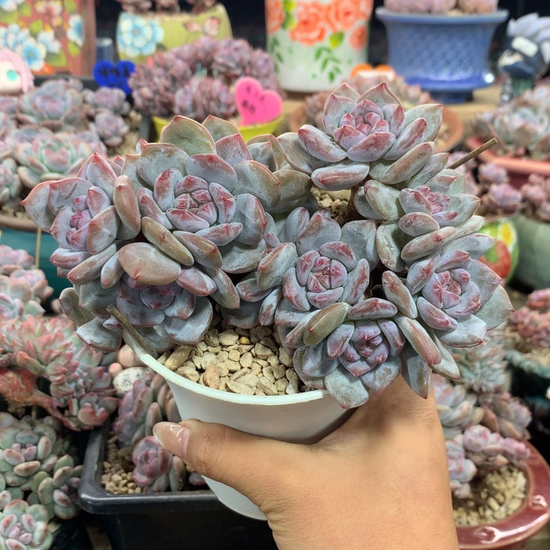 石榴籽小脸有砍花花