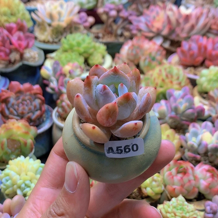 一物一拍含盆土满38包邮A560