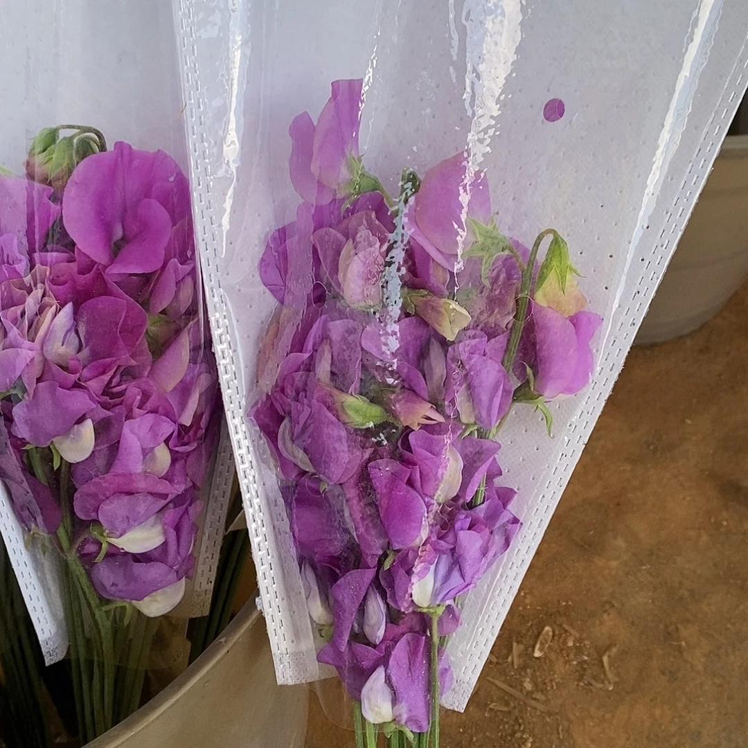 1扎短腿紫红色香豌豆花/不包邮、运费单拍