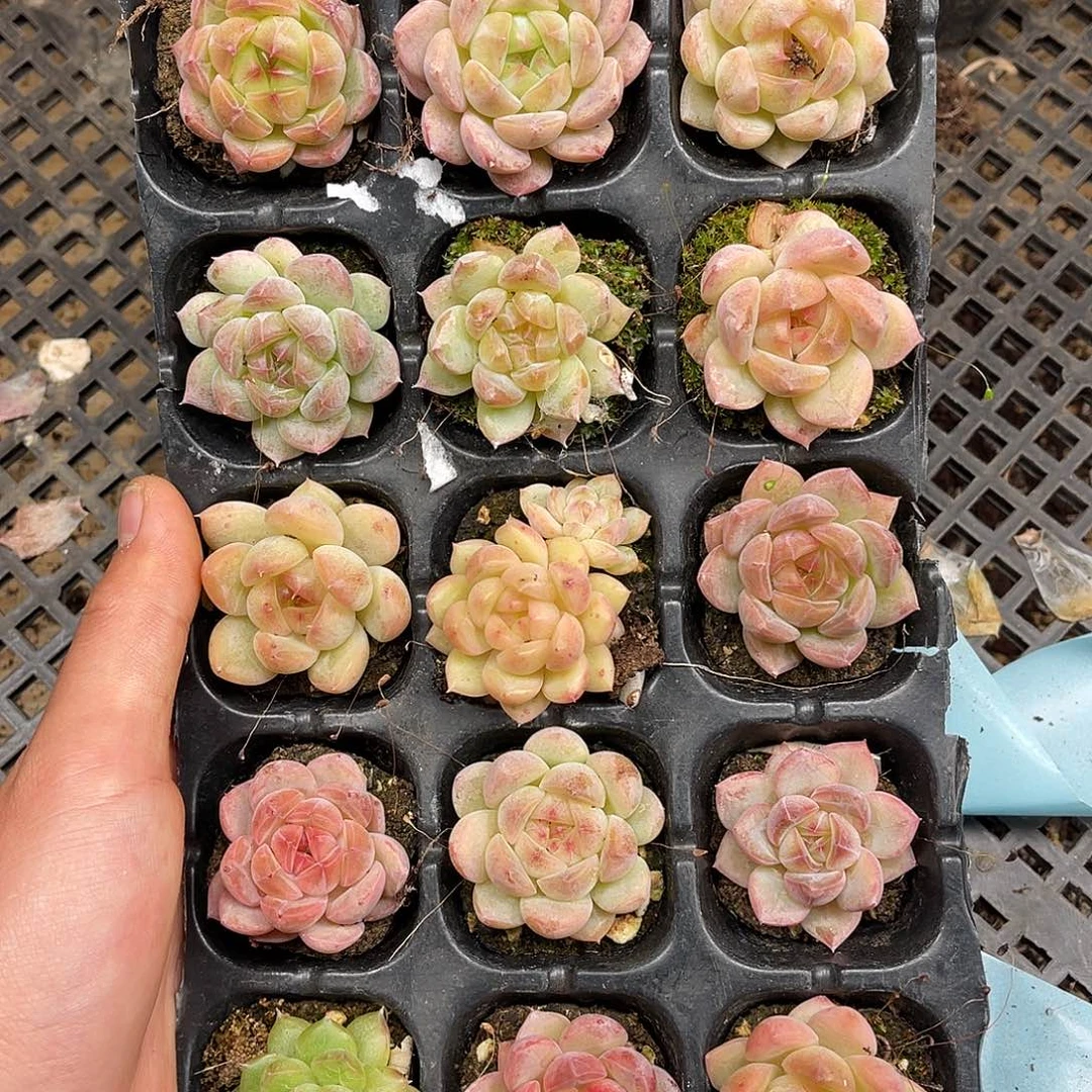 多肉一物一拍9-216