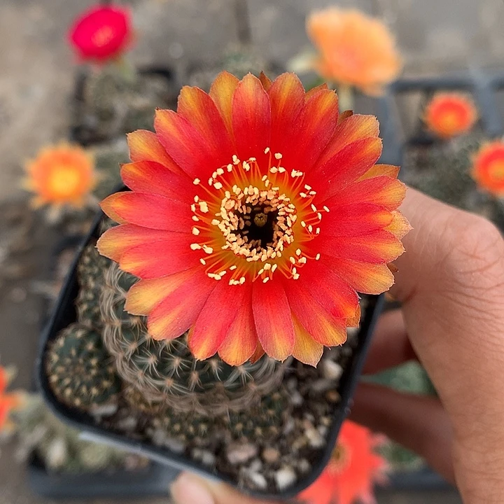 79 实生丽花6厘米盆