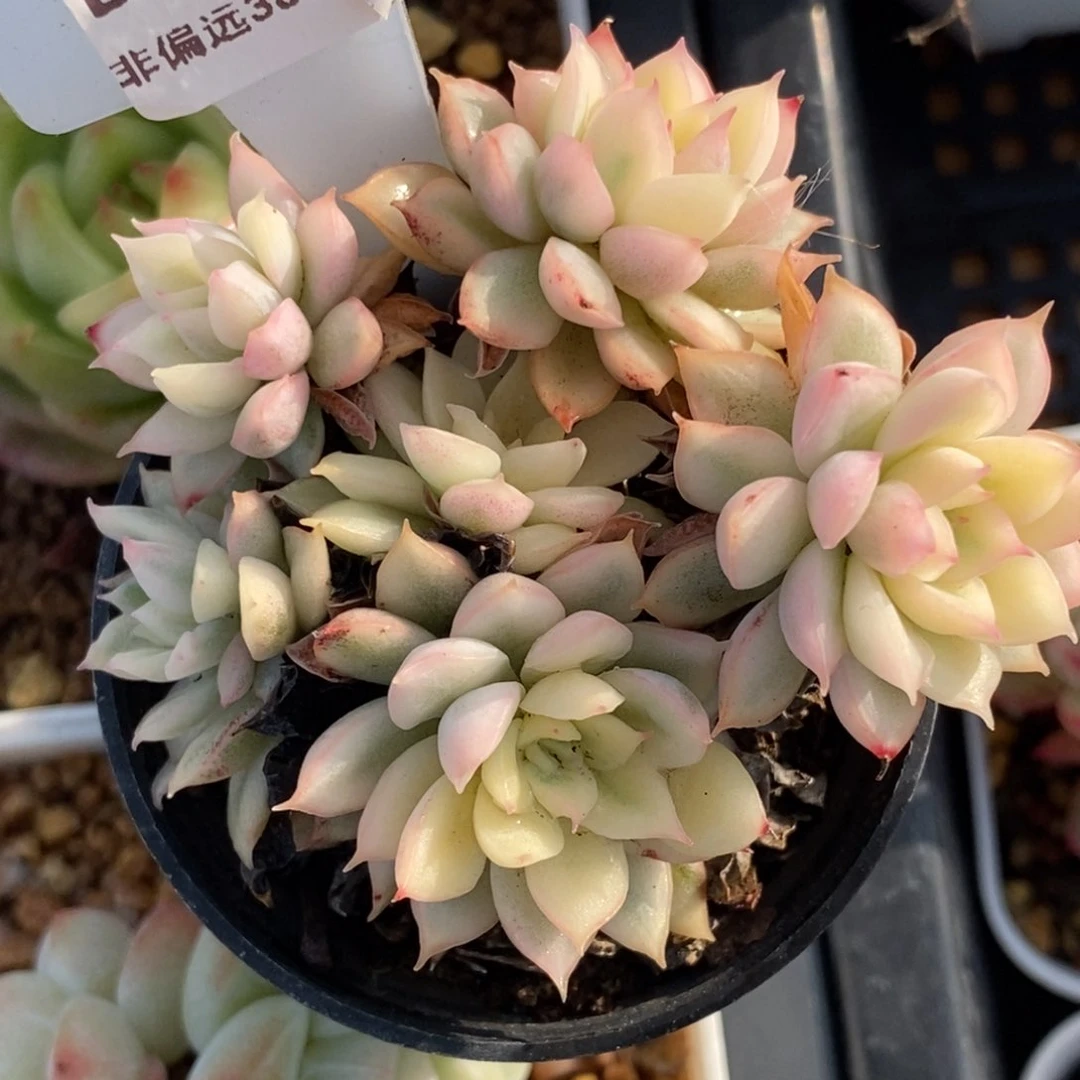 305东篱下多肉植物盆栽