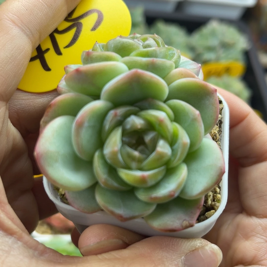 新品x6圆秃珍妮双头4155