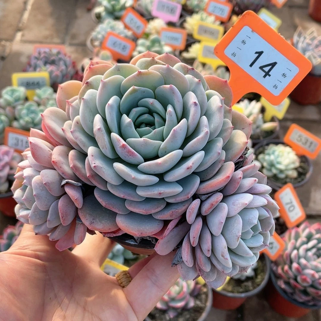 【闪购商品】14号的