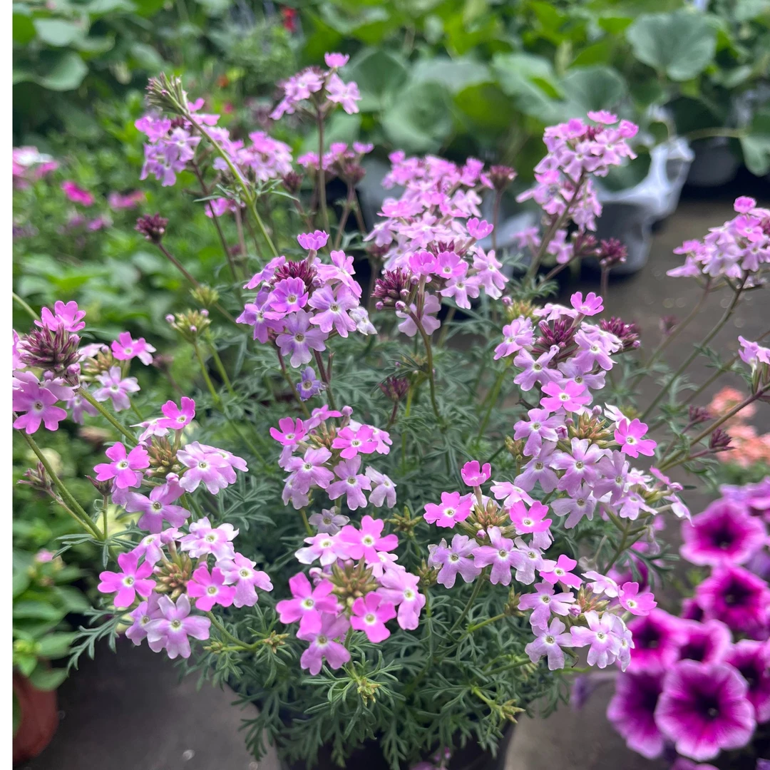 细叶美女樱多年生宿根植物耐热耐寒多季节开花植物