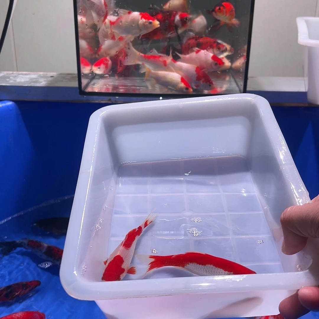 用***6海水观赏鱼福利多多8