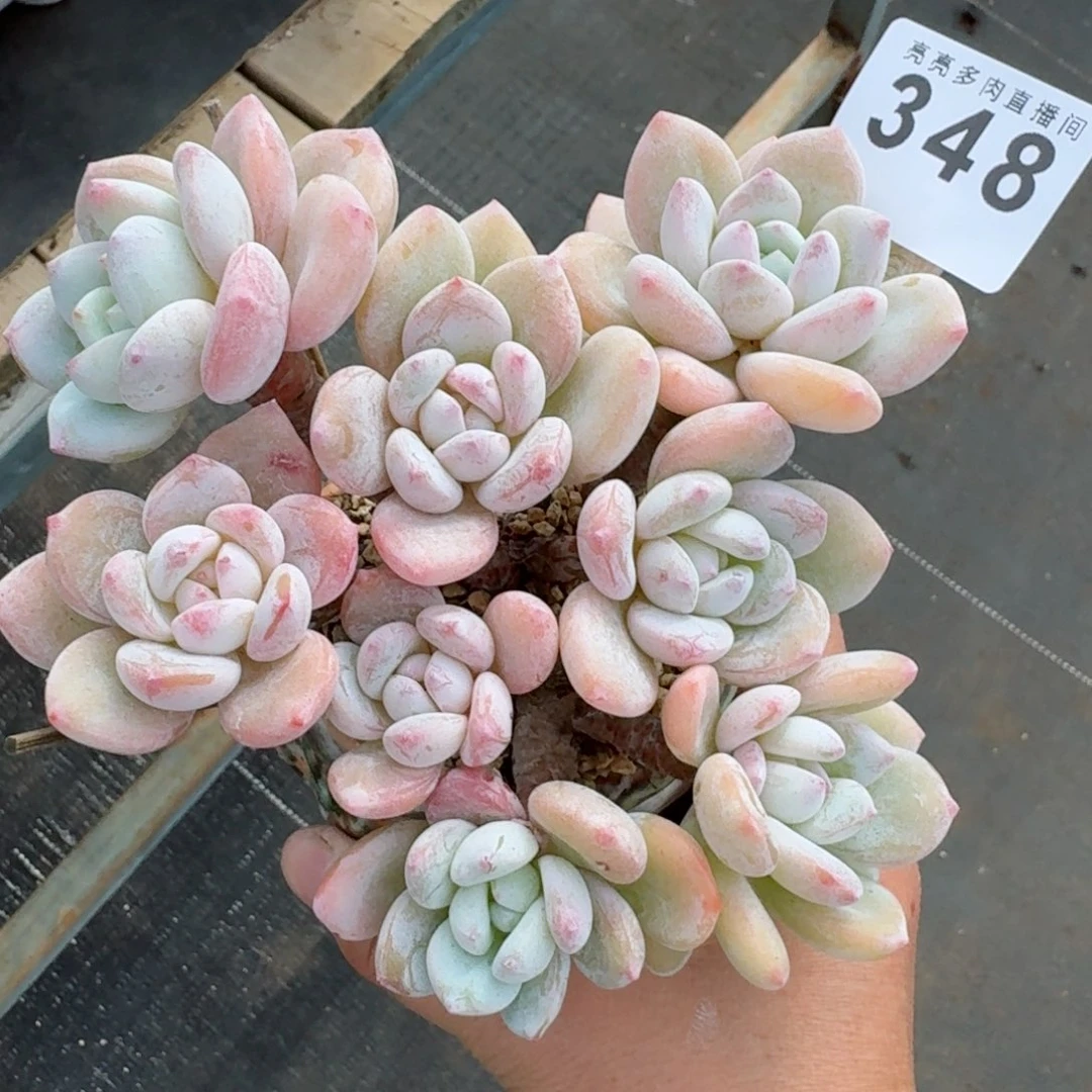 冷香群生整装无砍