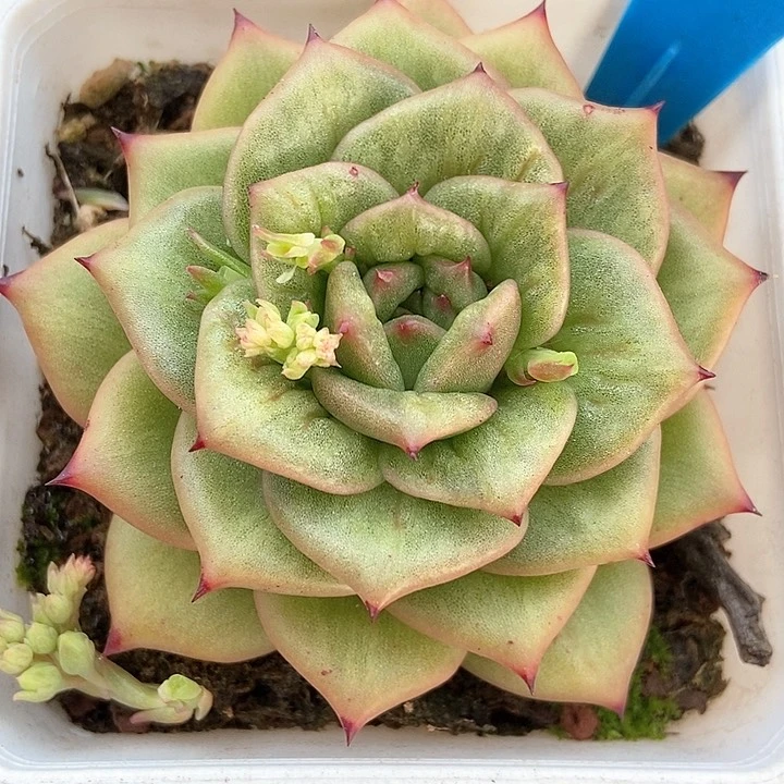 多肉植物蔷薇898