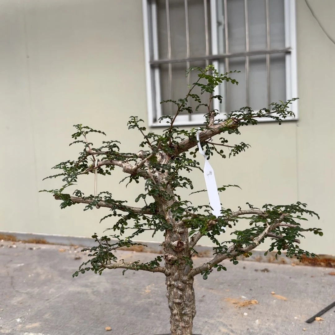列加漆树带盆土。