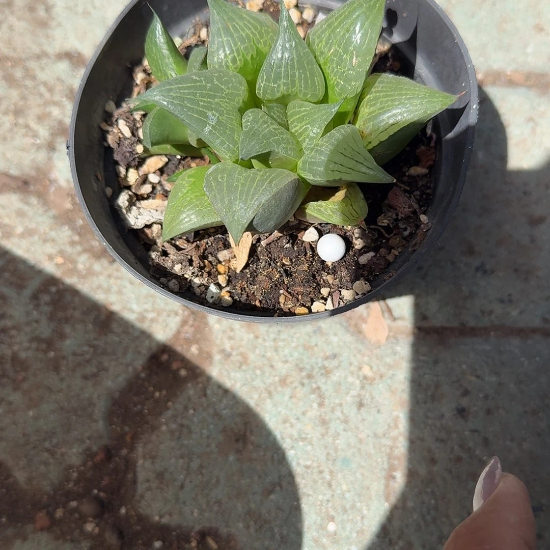 大号西瓜寿多肉一上午