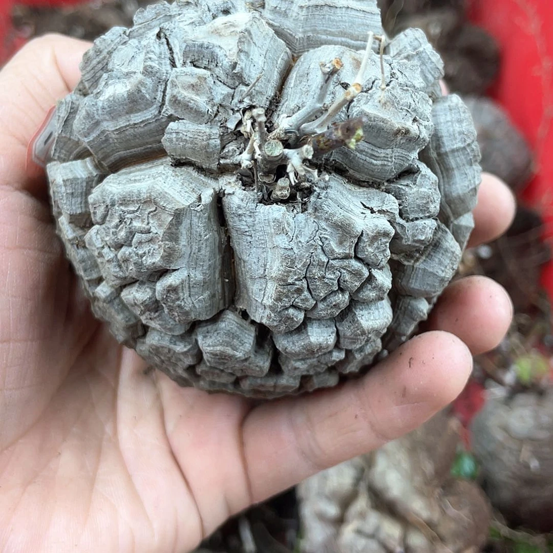 龟甲龙一物一拍1975号8.2cm