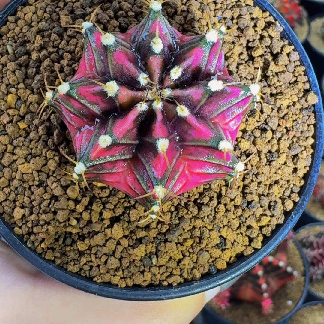 实生玫瑰000000000003