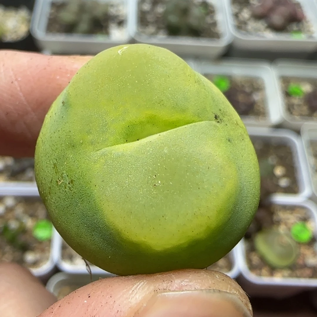 2.5瑕疵多肉植物303