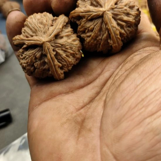 小***涯核桃44白狮子三棱核桃