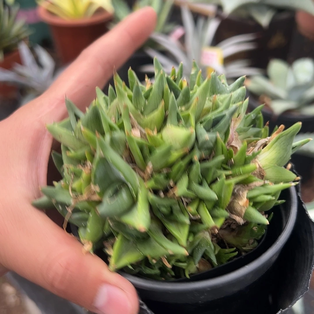 普米拉龙舌兰系列