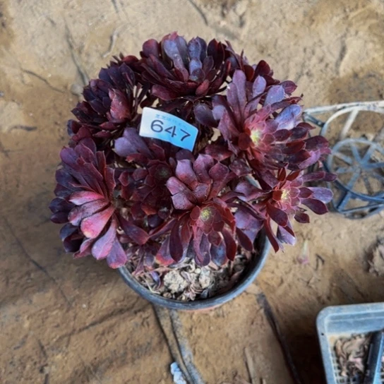 紫***依黑铜壶绣球647多肉植物