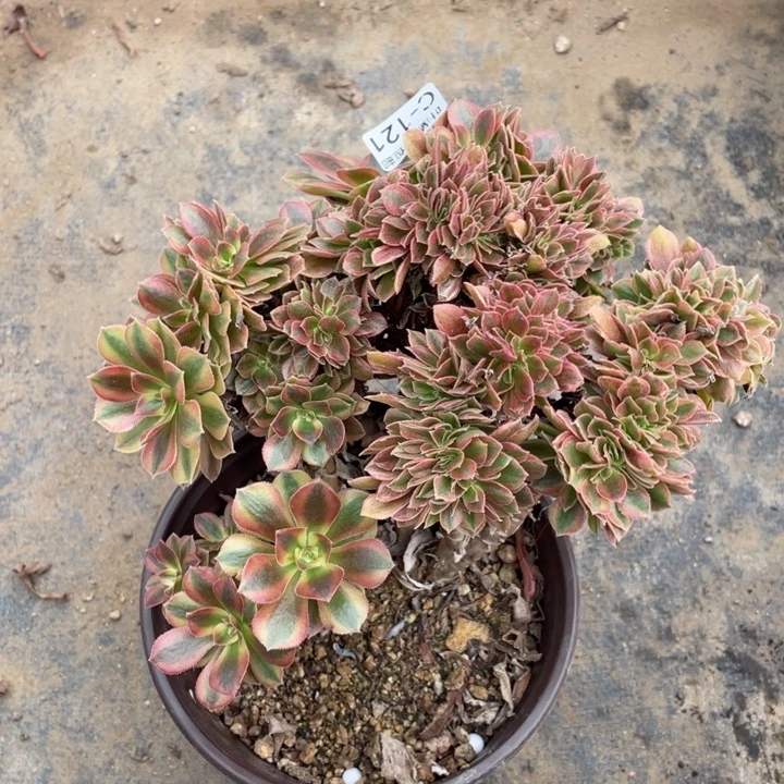 122红秀缀不包掉头2处理123456789