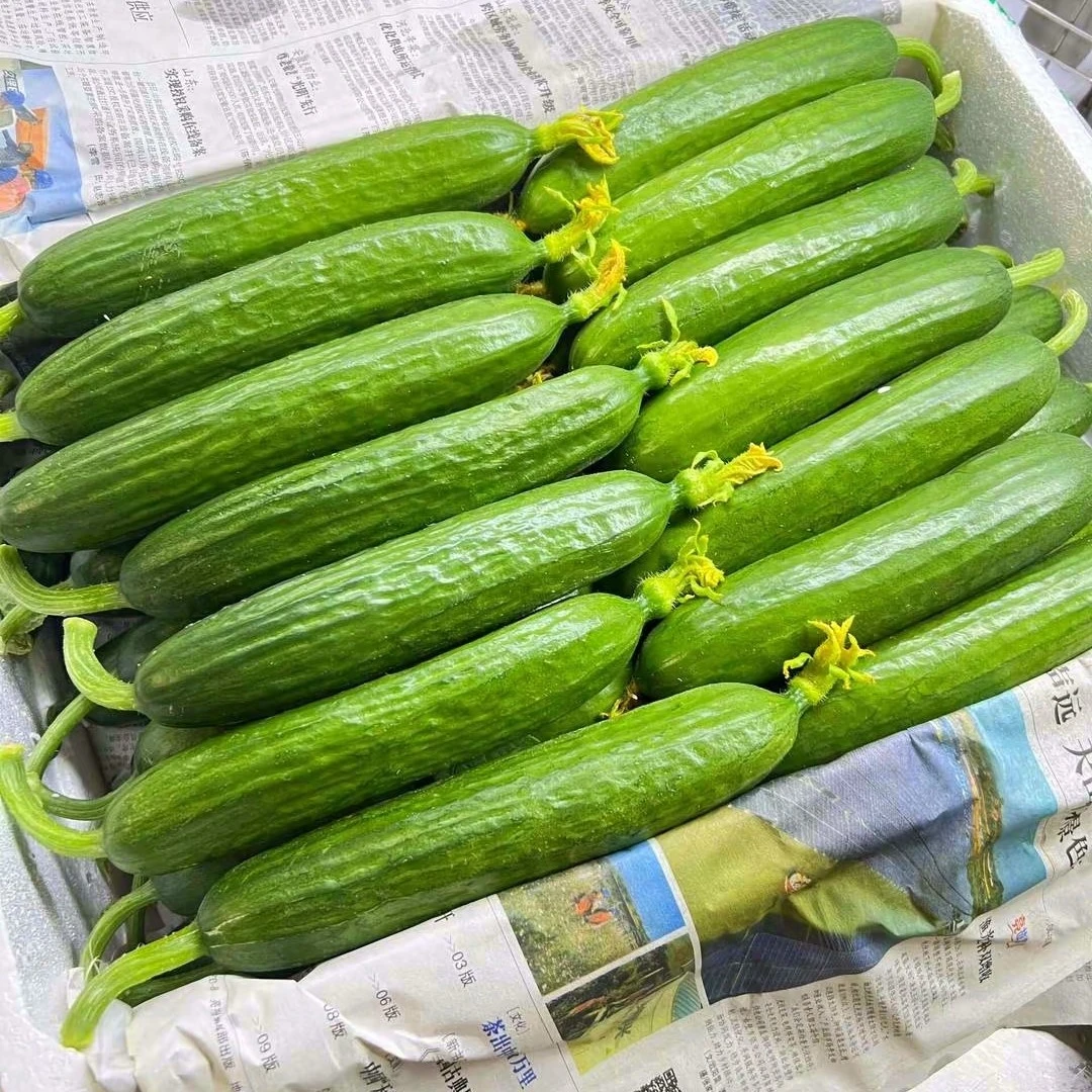 小青瓜1斤大概4根脆，爽口（需清洗请备注）
