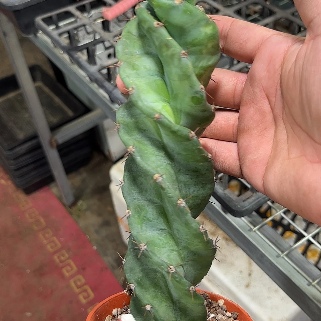 龙卷风单头发货有根
