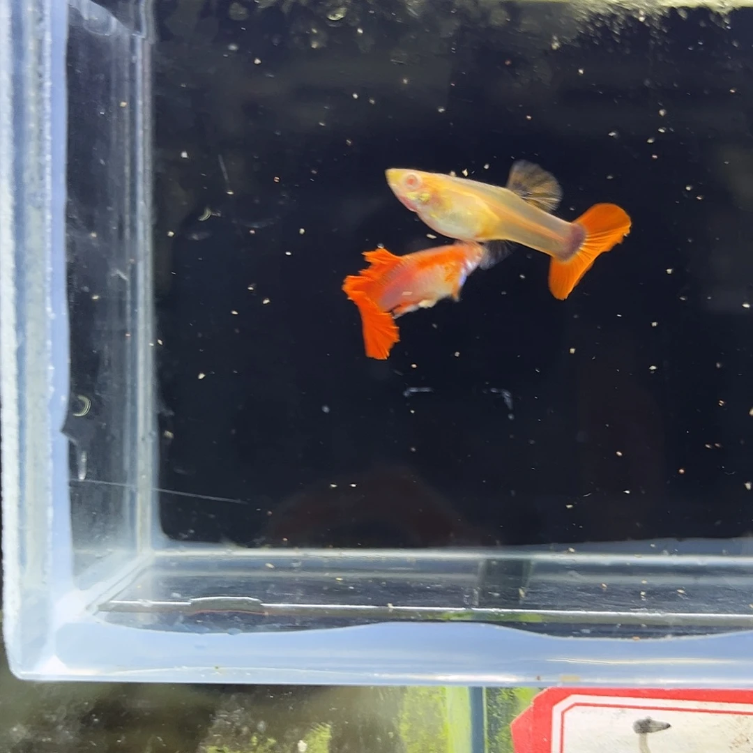 孔雀鱼折扇菊花红眼一对