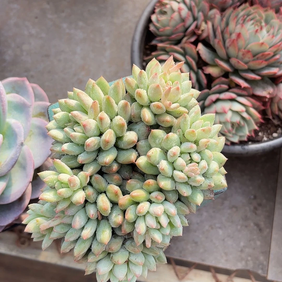 遇**·同温层多肉32明珠美人