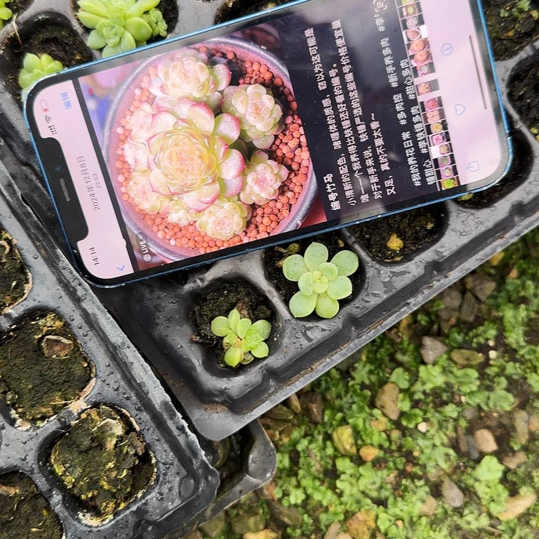 竹马中苗穴一个满25包邮