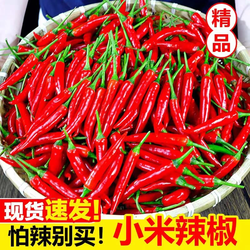 云南鲜红新鲜现摘特辣小米辣用于餐饮调味优质蔬菜辣椒