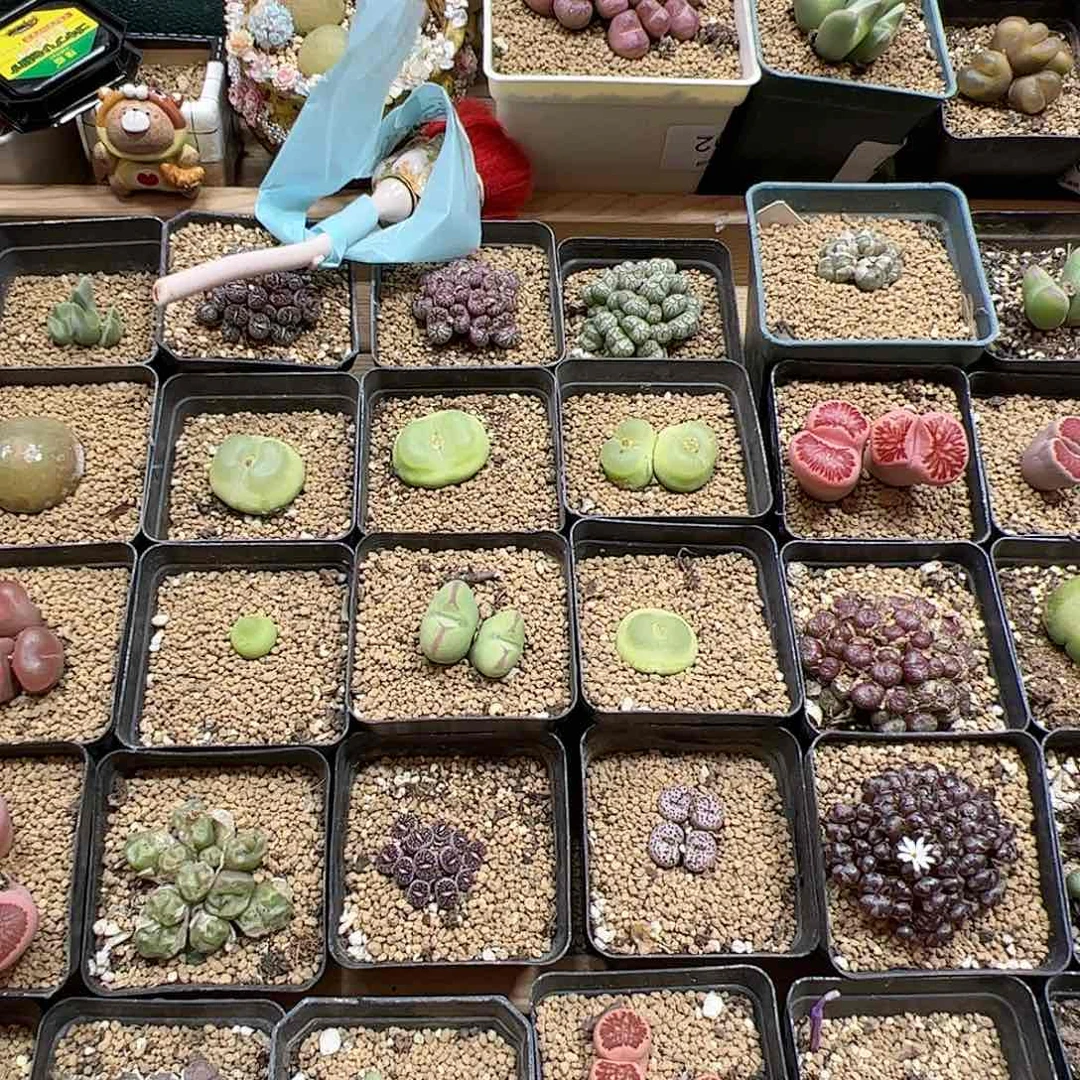 【闪购商品】肥***鹅138 一起