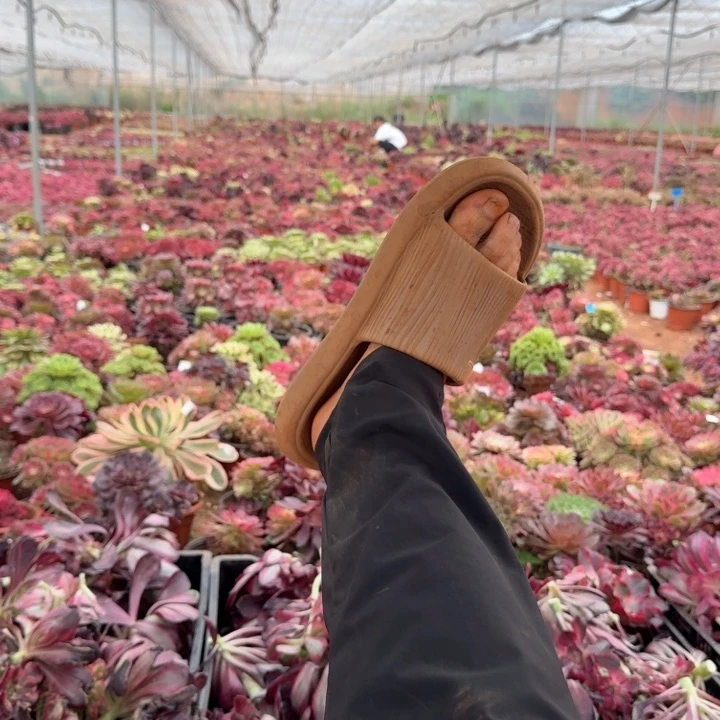 寄养空包链接啊啊