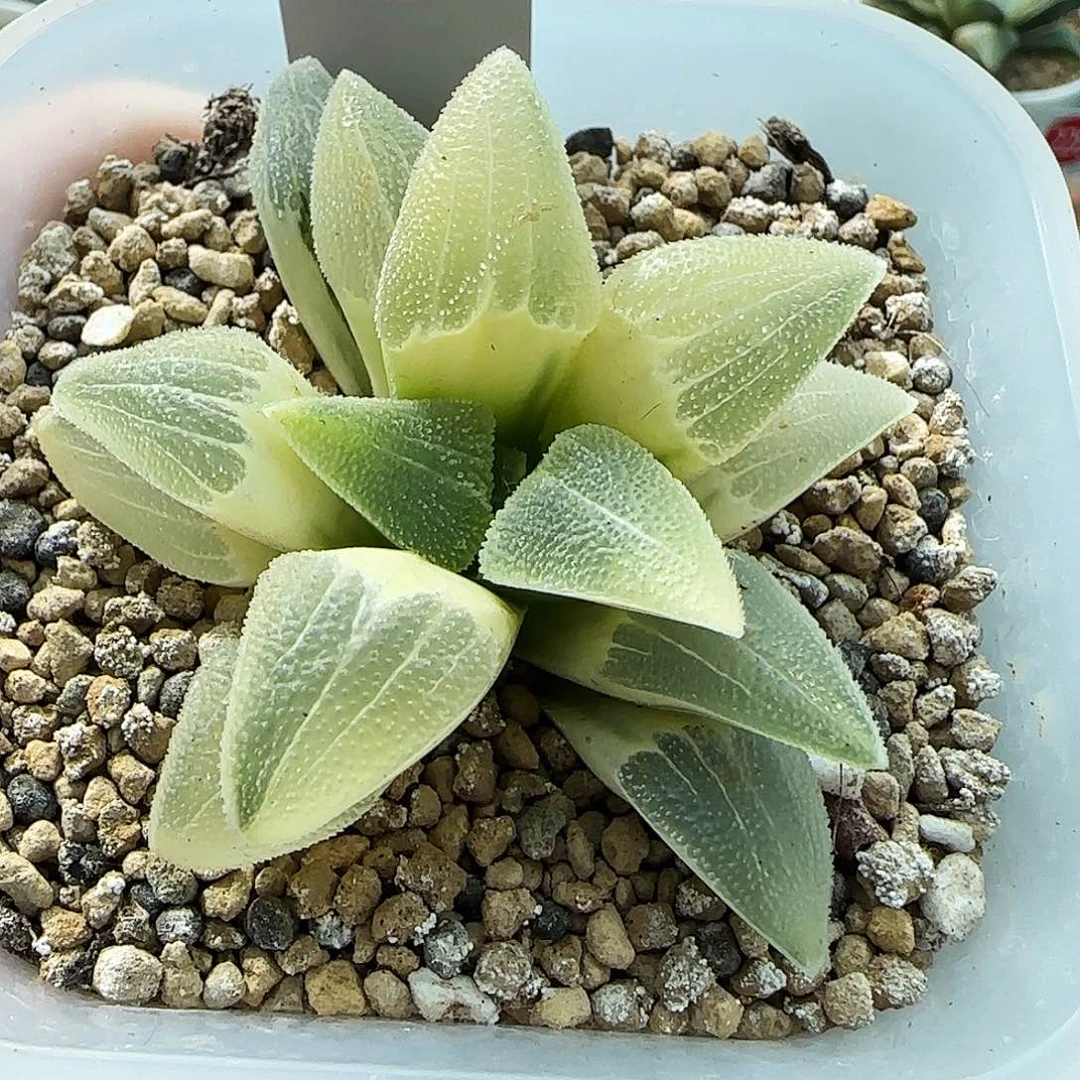 410号糊斑蓝光磨面锦一物一拍带盆土