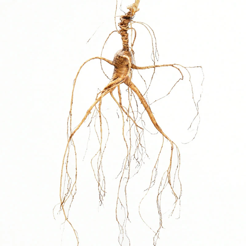 小慧长白山人参鲜参林下参直播间选货