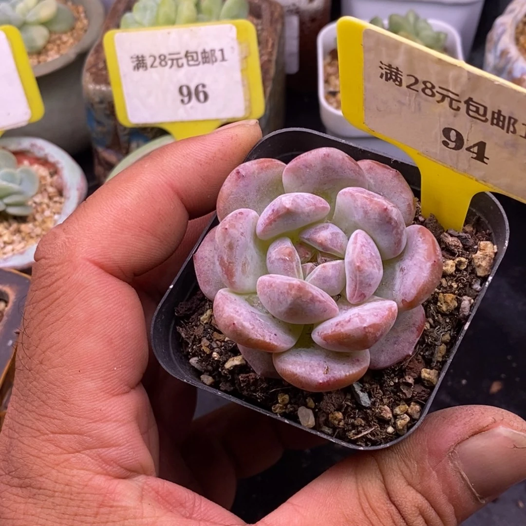 194石榴星影……～～多肉
