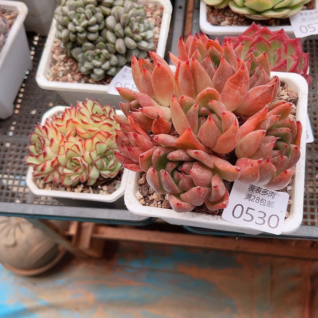 我***。多肉一物一拍植物0530