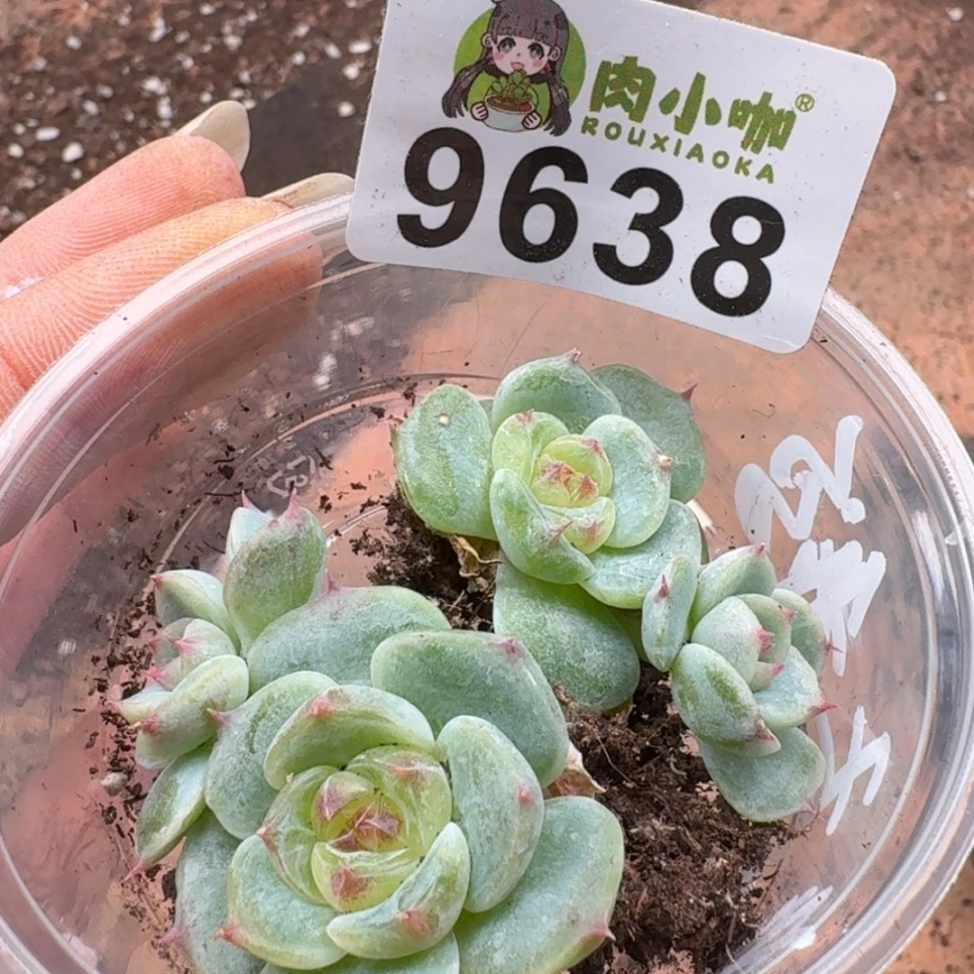 丁***霞多肉植物多肉植物