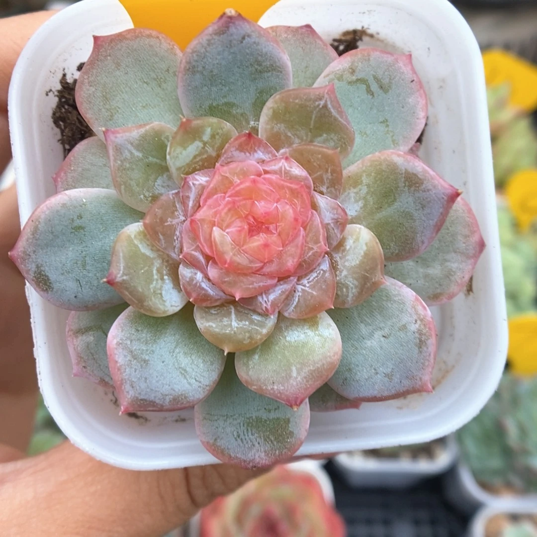 容止甜心可拍712号