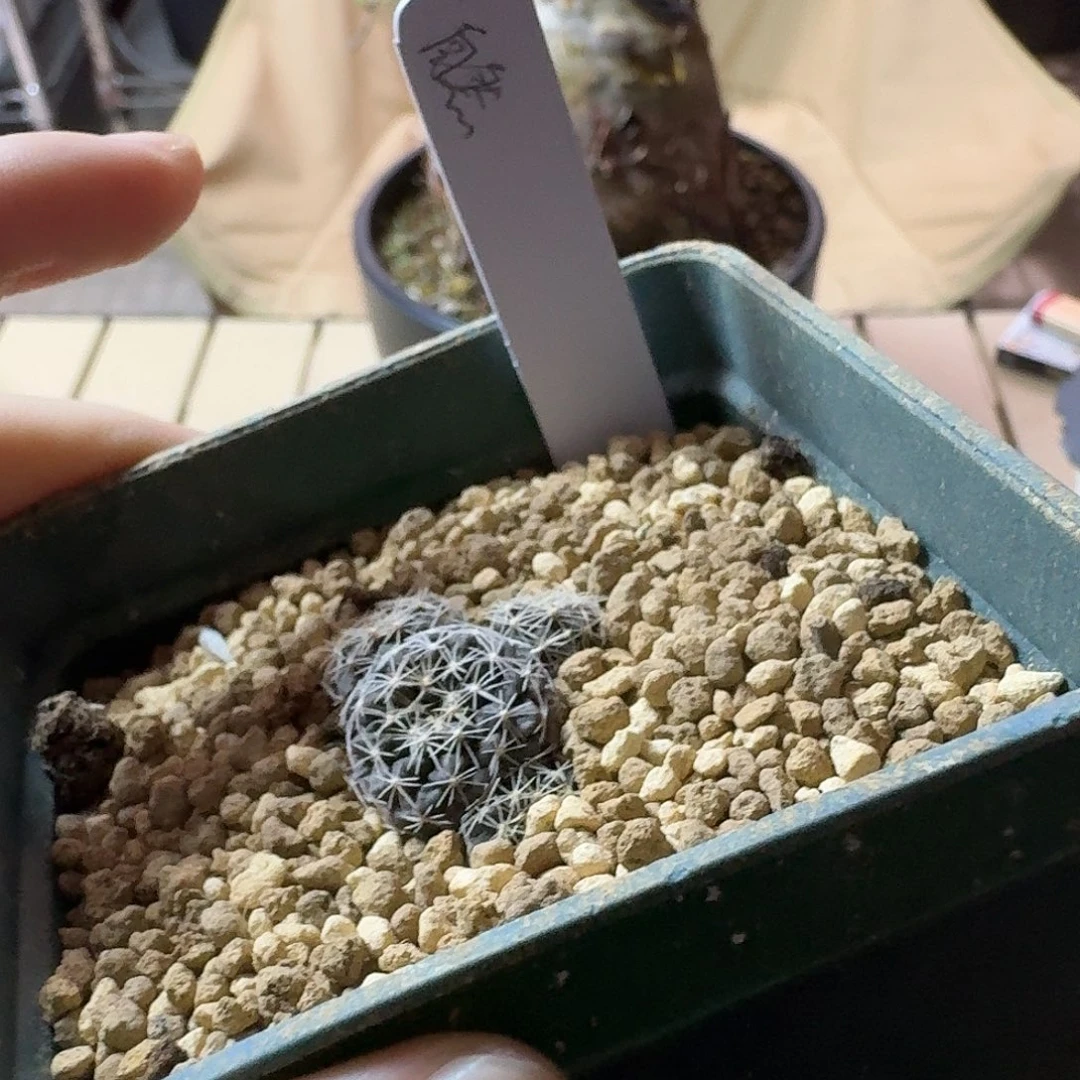 自***然实生龙爪呵呵呵呵